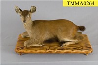 藏品(臺灣水鹿)的圖片